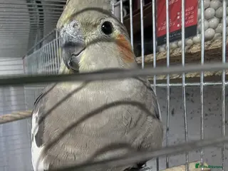 Cockatiels birds Baby Cockatiel Grey/White 🕊️🕊️ - Advert 1