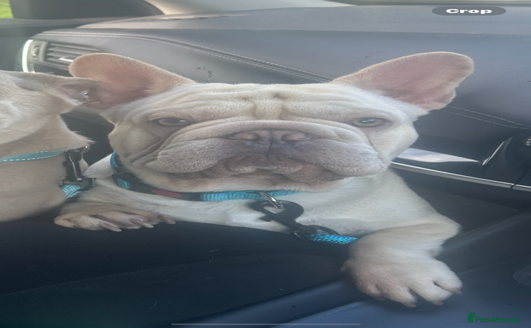 French Bulldog dogs - Advert 8