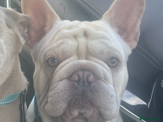 French Bulldog dogs - Advert 6