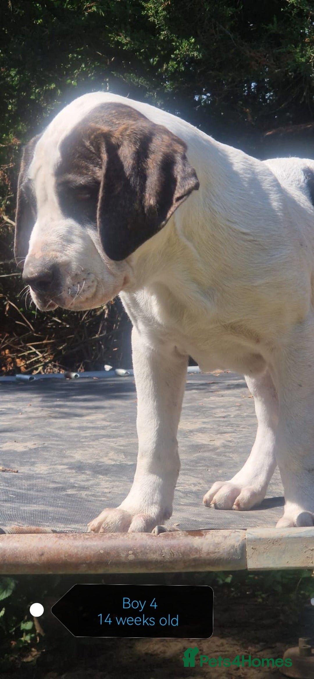 Central Asian Shepherd dogs for sale: Beautiful Alabai Mastiff puppies  in Pulborough - Image 5