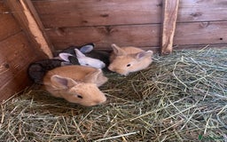 Continental Giant rabbits for sale: Continental Giant Baby Rabbits  First Litter  - Image 4
