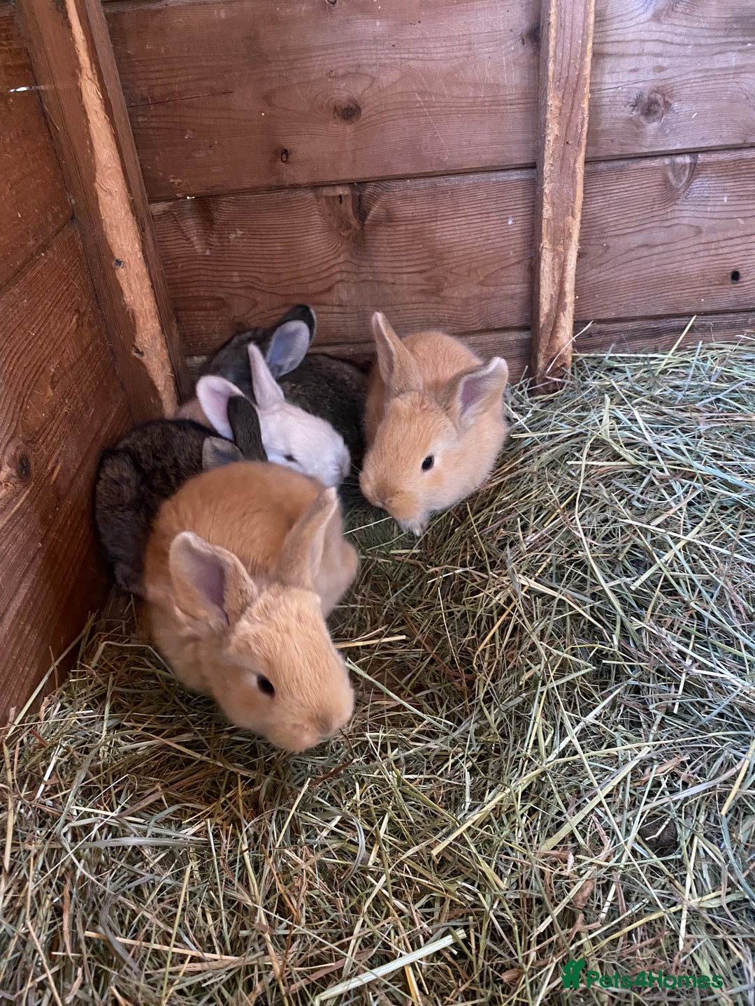 Continental Giant rabbits for sale: Continental Giant Baby Rabbits  First Litter  - Image 4