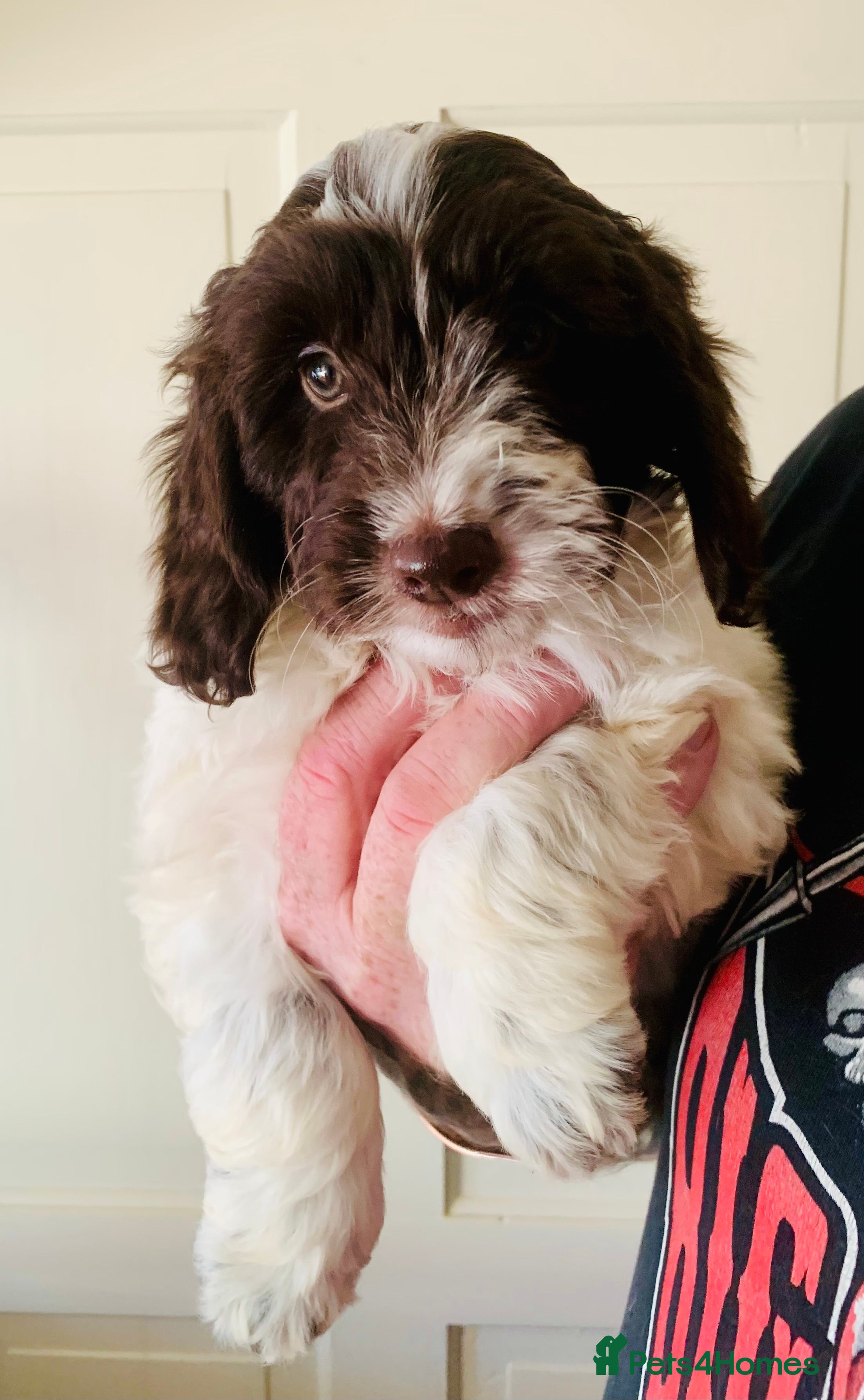 Cockapoo dogs F1 Cockapoo puppies Ready Now  - Advert 17