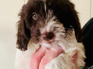 Cockapoo dogs F1 Cockapoo puppies Ready Now - Advert 11