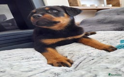 Rottweiler dogs for sale: 11 week old male - Image 3
