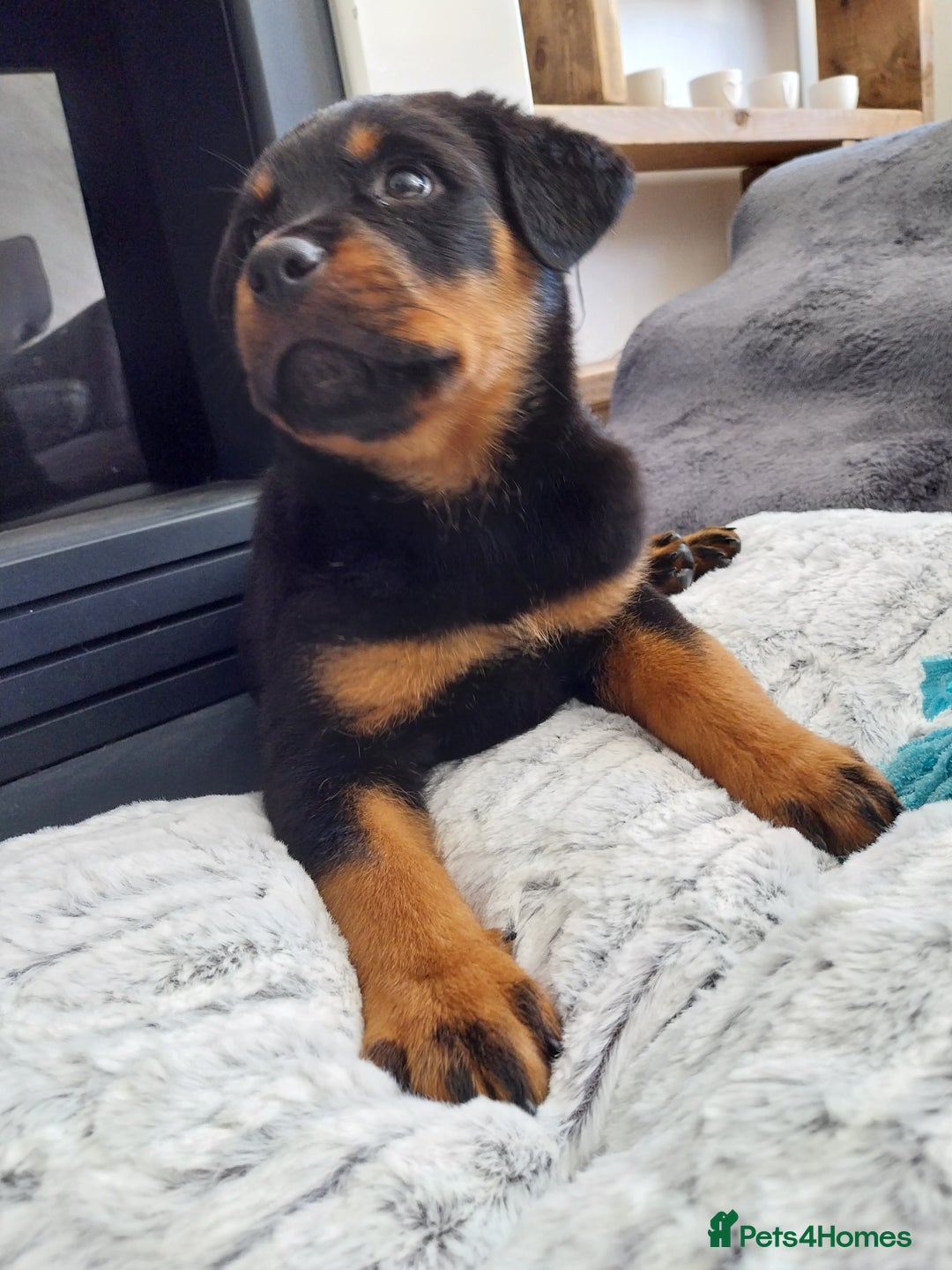 Rottweiler dogs for sale: 11 week old male - Image 3