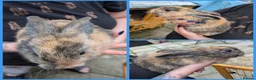 Mixed Breed rabbits for sale: Continental Giant x Lop Rabbits - Advert 5