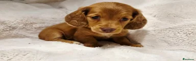 Miniature Dachshund 1