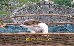 Jack Russell dogs for sale: Tremendous JRT puppies  - Image 35