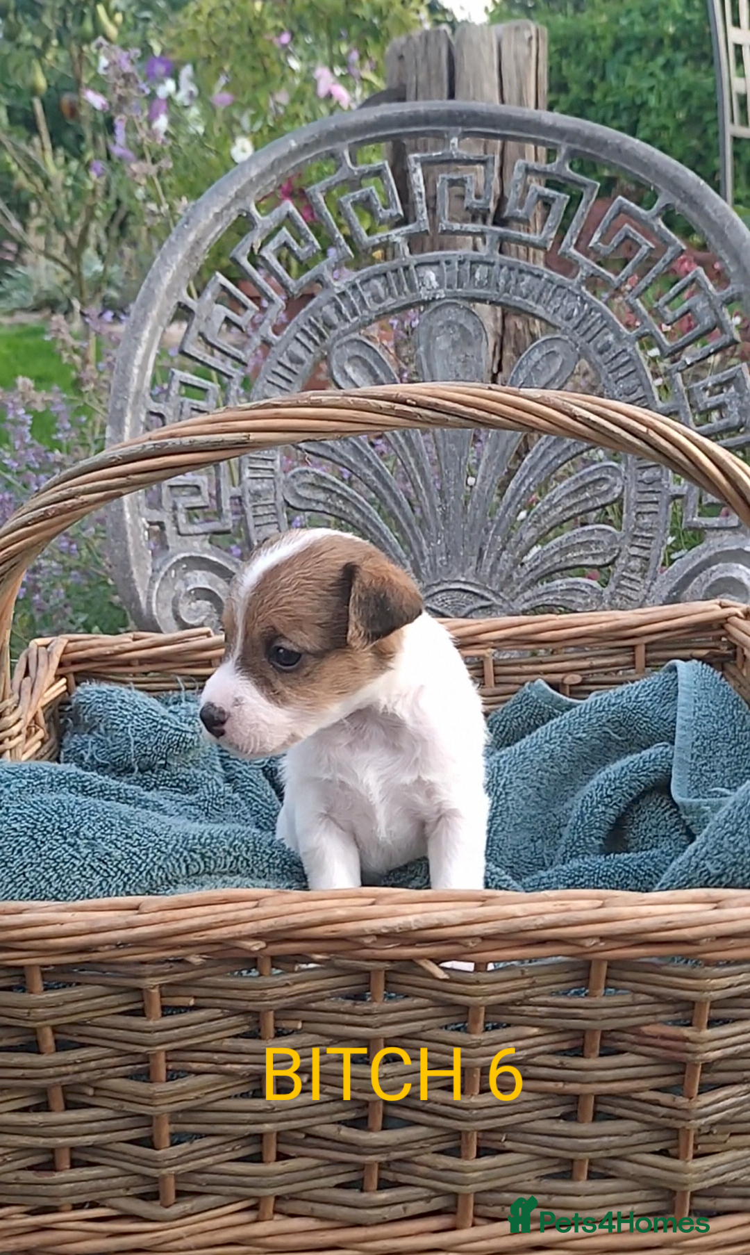 Jack Russell dogs for sale: Tremendous JRT puppies  - Image 35