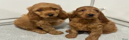 Cockapoo dogs for sale: BEAUTIUFL MIXED LITTER OF F1 COCKERPOOS - Advert 6