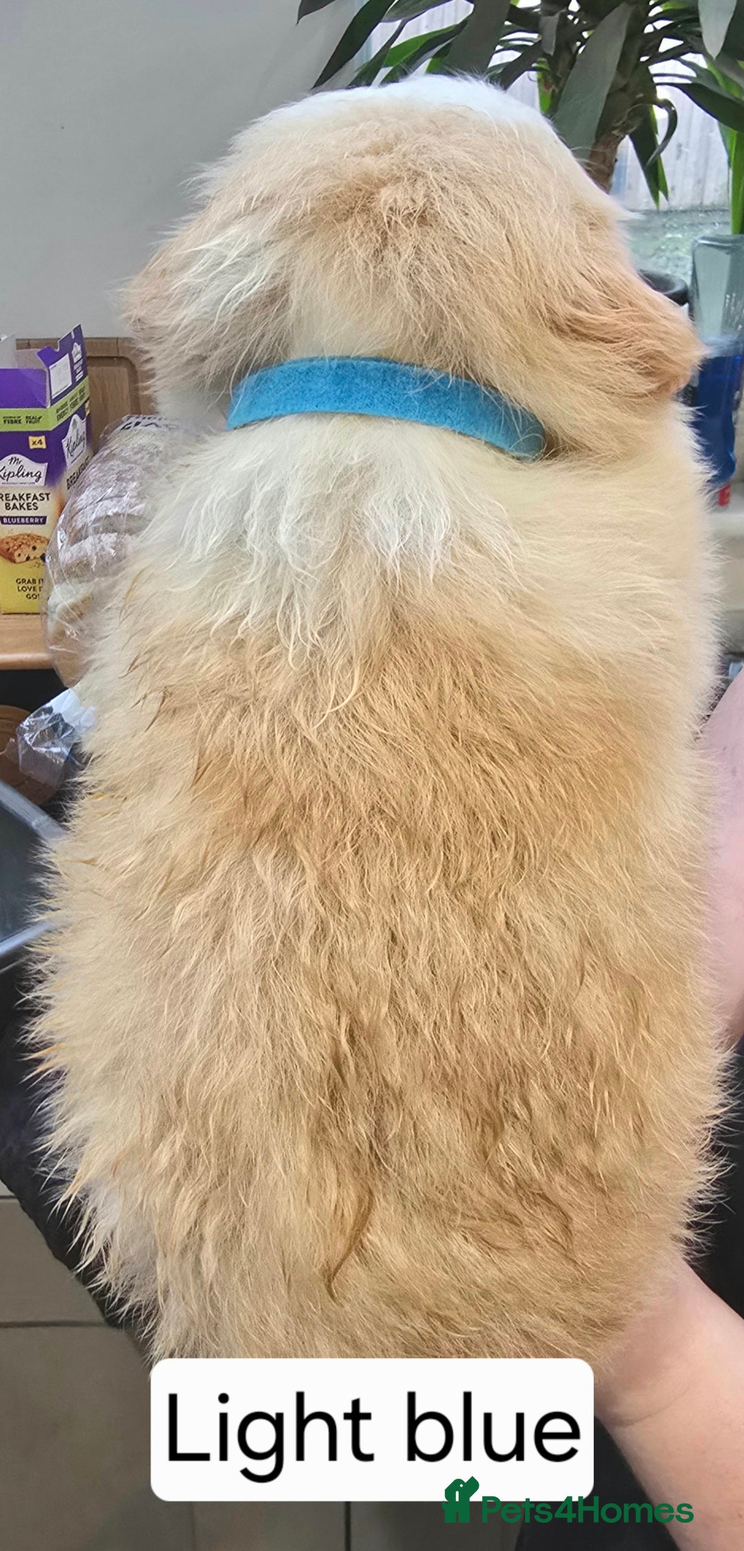 Border Collie dogs for sale: Beautiful EE-Red/Golden Long Haired Border Collies - Advert 8