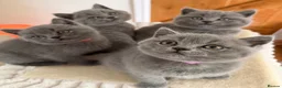 British Shorthair cats for sale: Chunky teddy bear GCCF British shorthair  - Advert 2