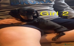 Dachshund dogs for sale: Dachshund puppies AVAILABLE NOW  - Image 11