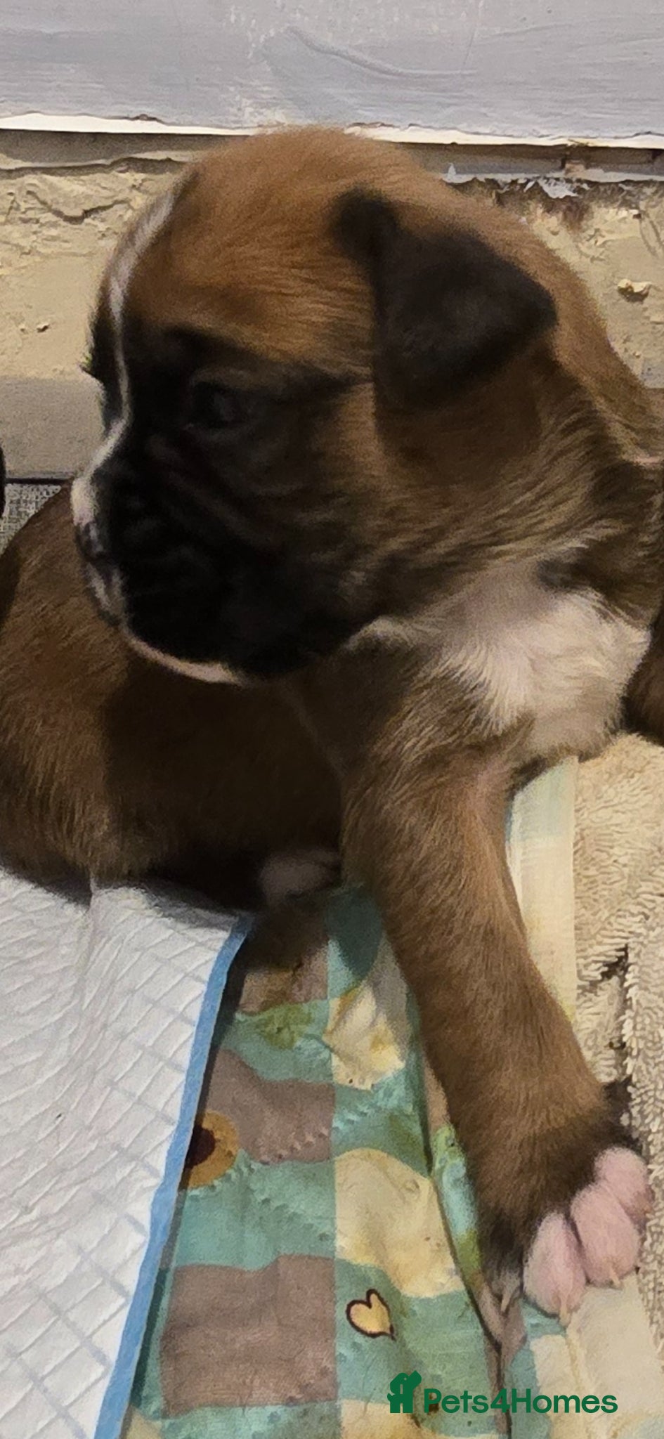 Boxer dogs KC boxer red puppies just born! 19.03 - Advert 1