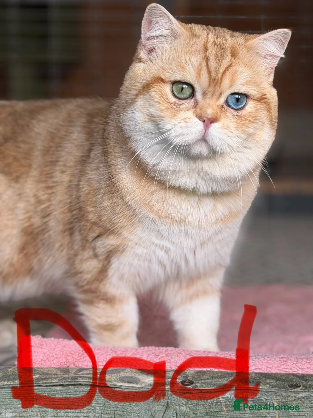 British Shorthair cats for sale: TOCA registered gorgeous British Shorthair Kittens - Advert 10