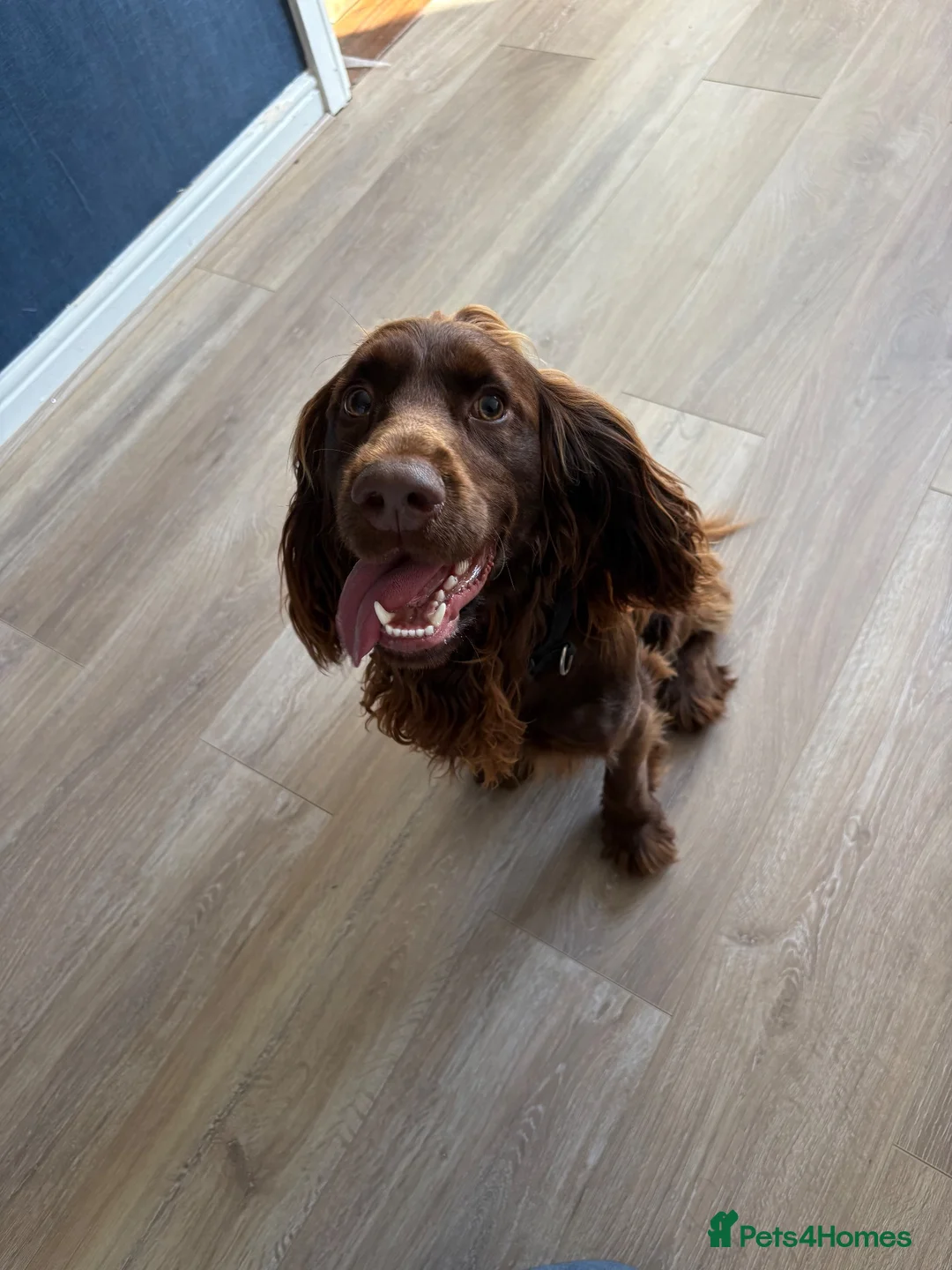 Cocker Spaniel dogs for sale: Enzo  - Advert 4