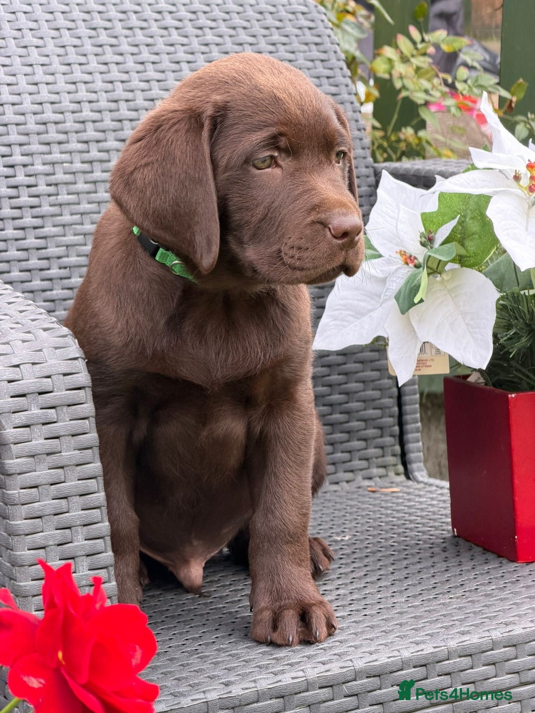 Labrador Retriever dogs for sale: KC CHOCOLATE PEDIGREE LABRADOR GIRL - Advert 15
