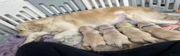 Golden Retriever dogs for sale: Golden retriever puppys - Advert 9