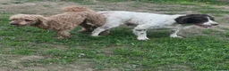 Cockapoo dogs for sale: Stunning cockapoos looking for forever homes - Advert 11