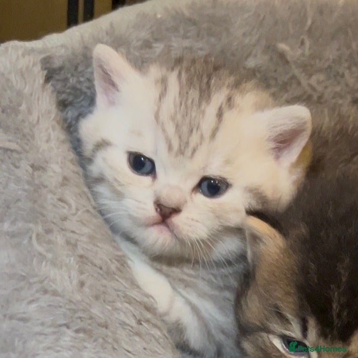 British Shorthair cats Beautiful Chunky Pure British Shorthair Kittens - Advert 2