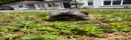 Pekingese dogs for sale: Kc sable Blk mask Pekingnese Russian lines - Advert 7