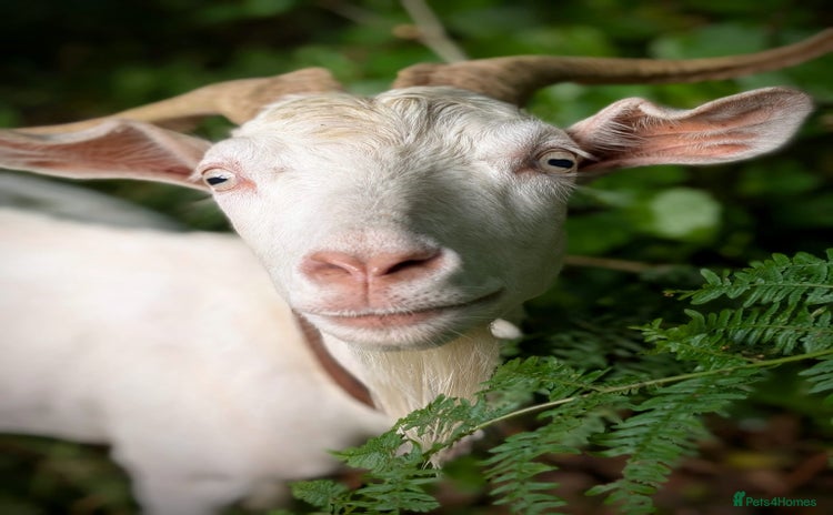 Goats livestock - Advert 2