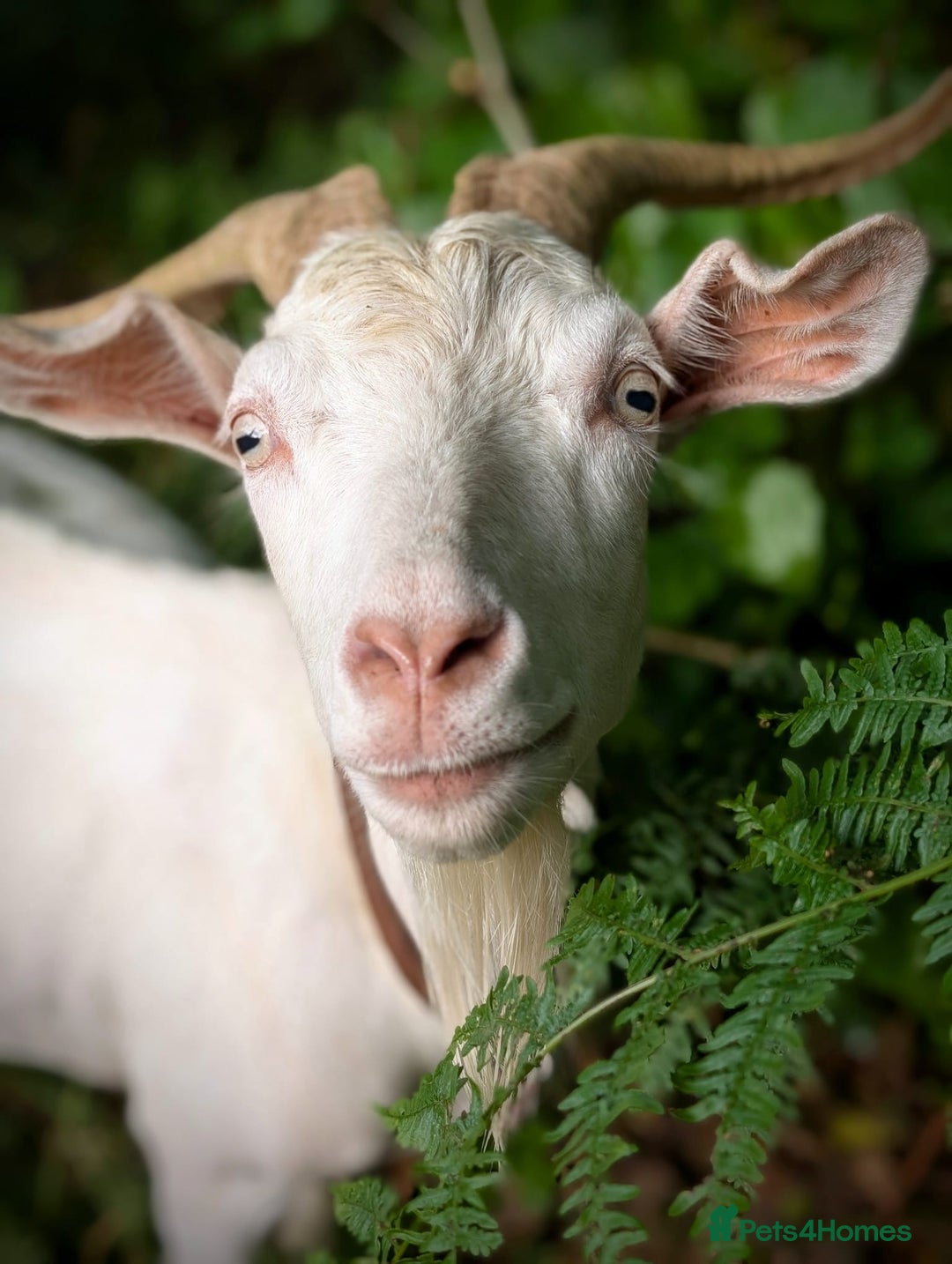Goats livestock for sale: Twin dairy goats - Image 2
