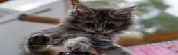 Maine Coon cats for sale: GCCF kittens champion line & outstanding pedigree - Advert 17