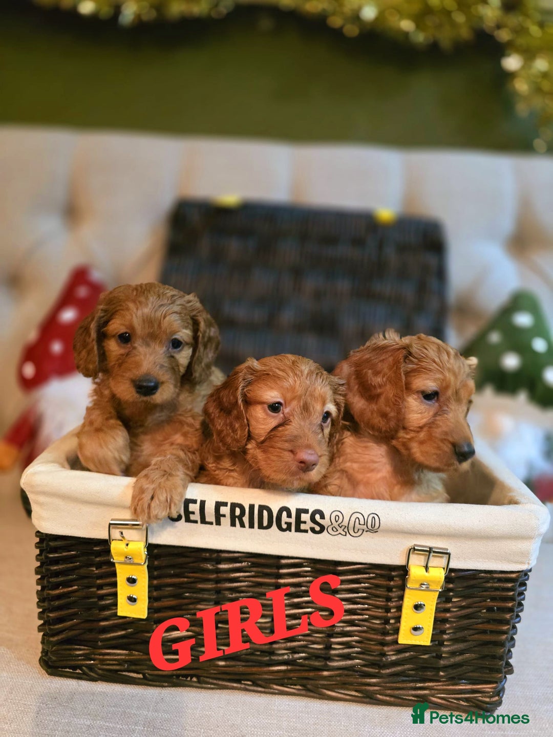 Cockapoo dogs for sale: F1 DNA hereditary clear cockapoos  - Advert 2
