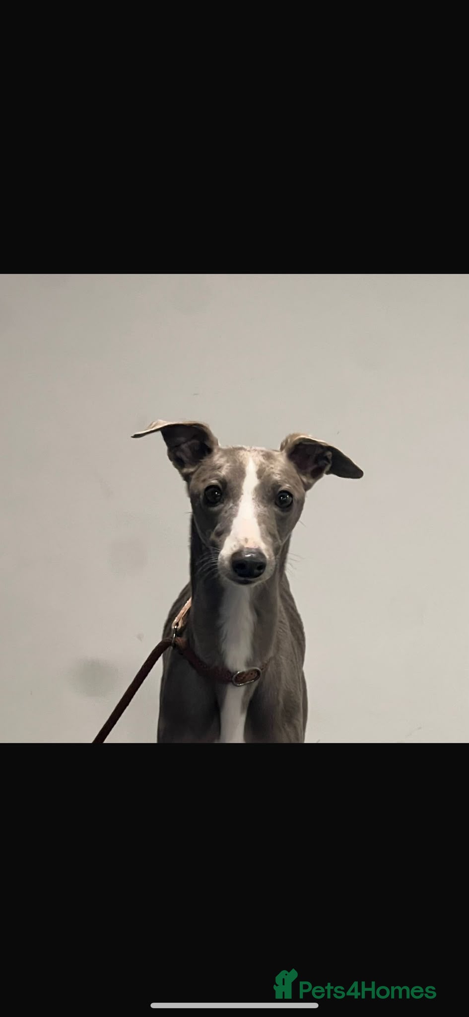 Whippet dogs KC registered Whippets health tested parents - Advert 2