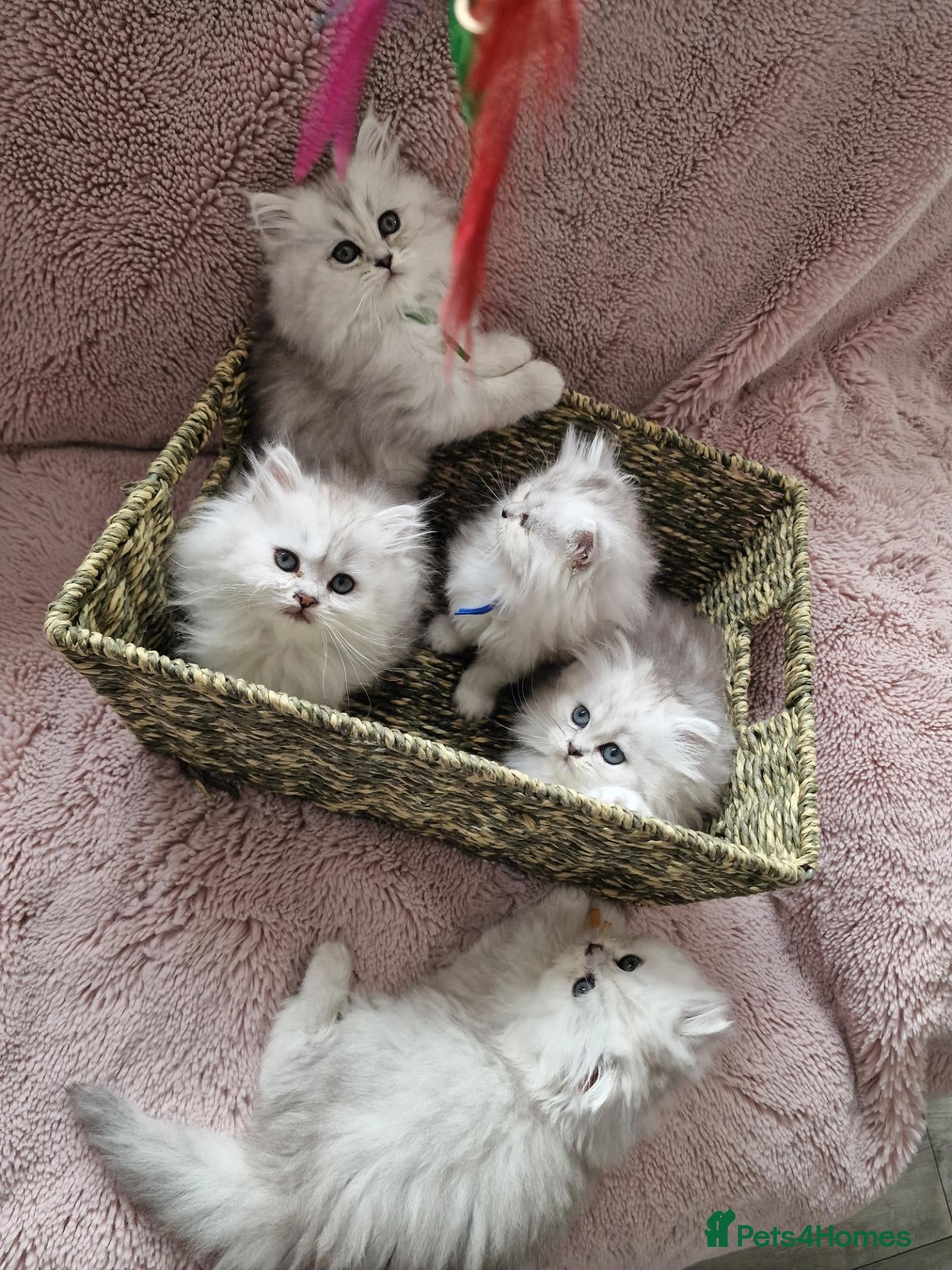 British Longhair cats 5 Beautiful British Longhair white/silver kittens - Advert 2