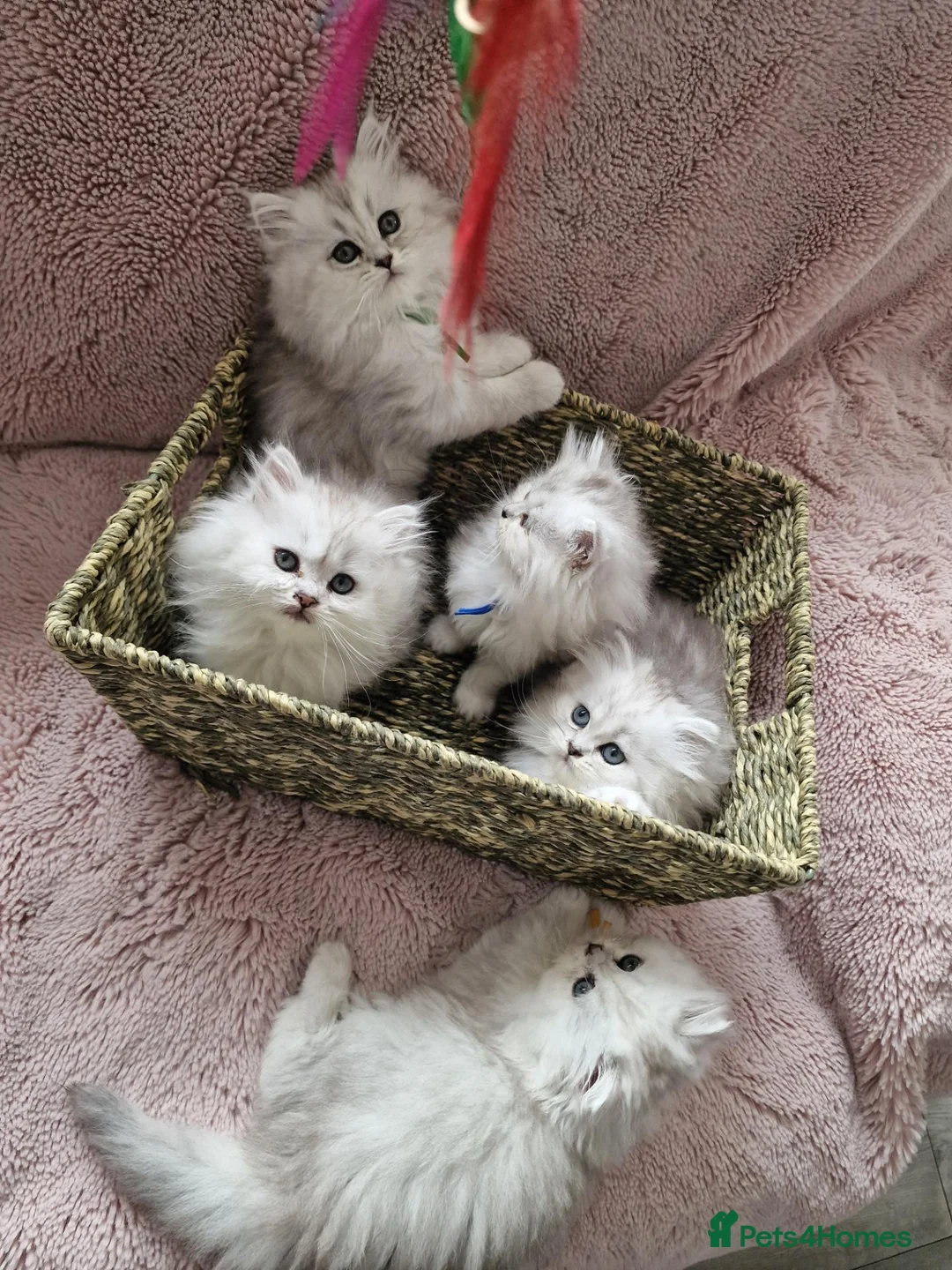 British Longhair cats for sale: 5 Beautiful British Longhair white/silver kittens - Advert 2