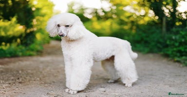 Standard Poodle dogs - Advert 1