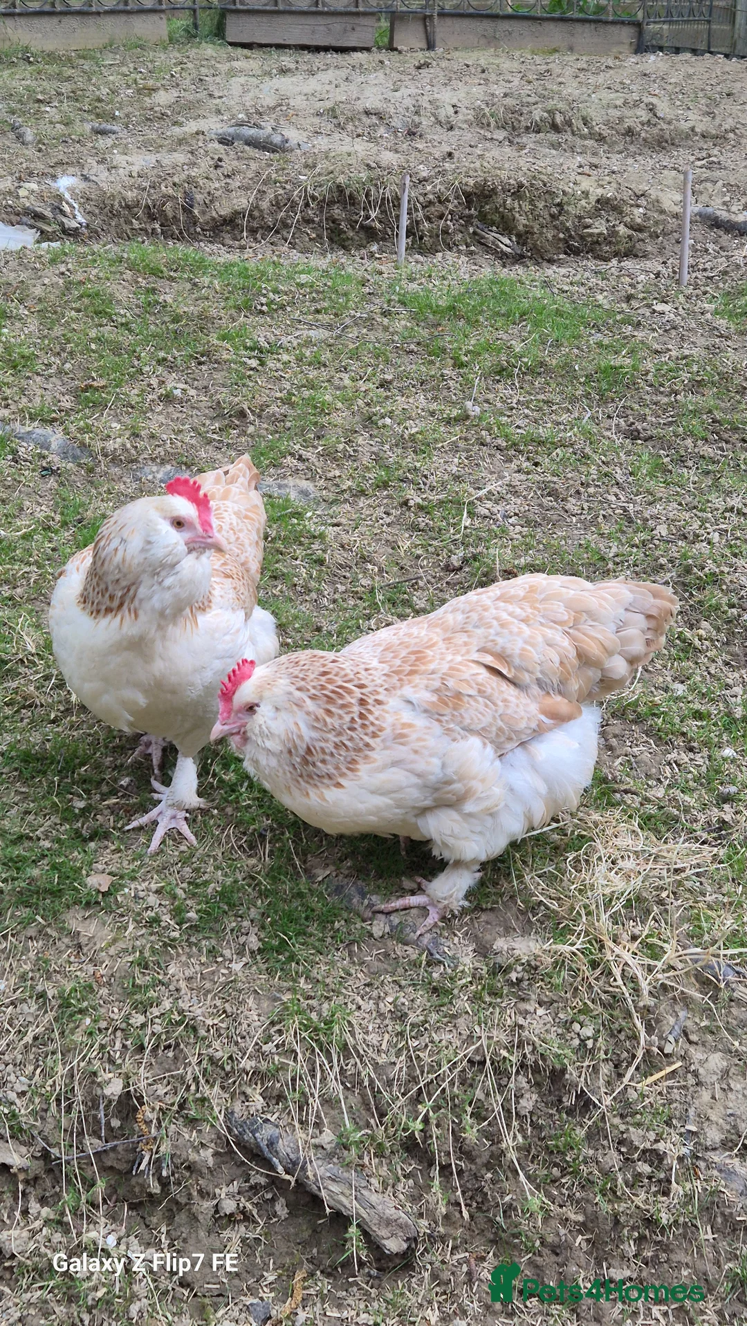 Chickens poultry for sale: A PAIR OF BANTAM FAVEROLLES in Haywards Heath - Advert 4