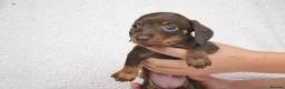 Miniature Dachshund dogs for sale: 1 Left KC Registered Miniature Dachshund Puppies - Advert 6