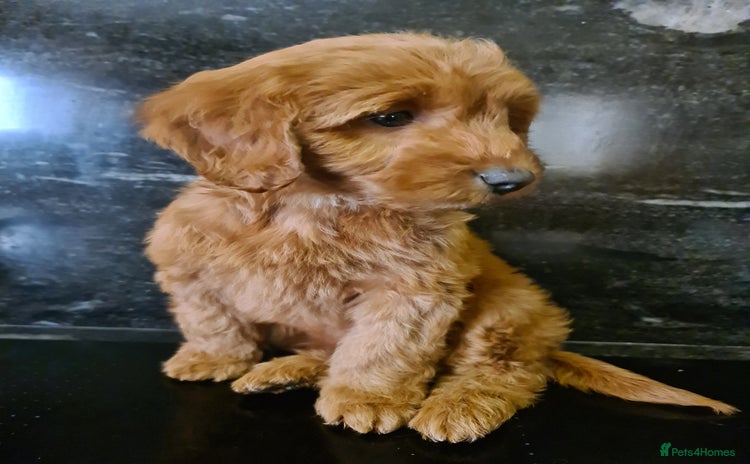 Cockapoo dogs - Advert 13