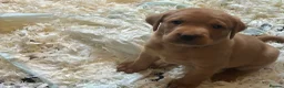 Labrador Retriever dogs for sale: Four gorgeous labs for sale in Darlington - Advert 4