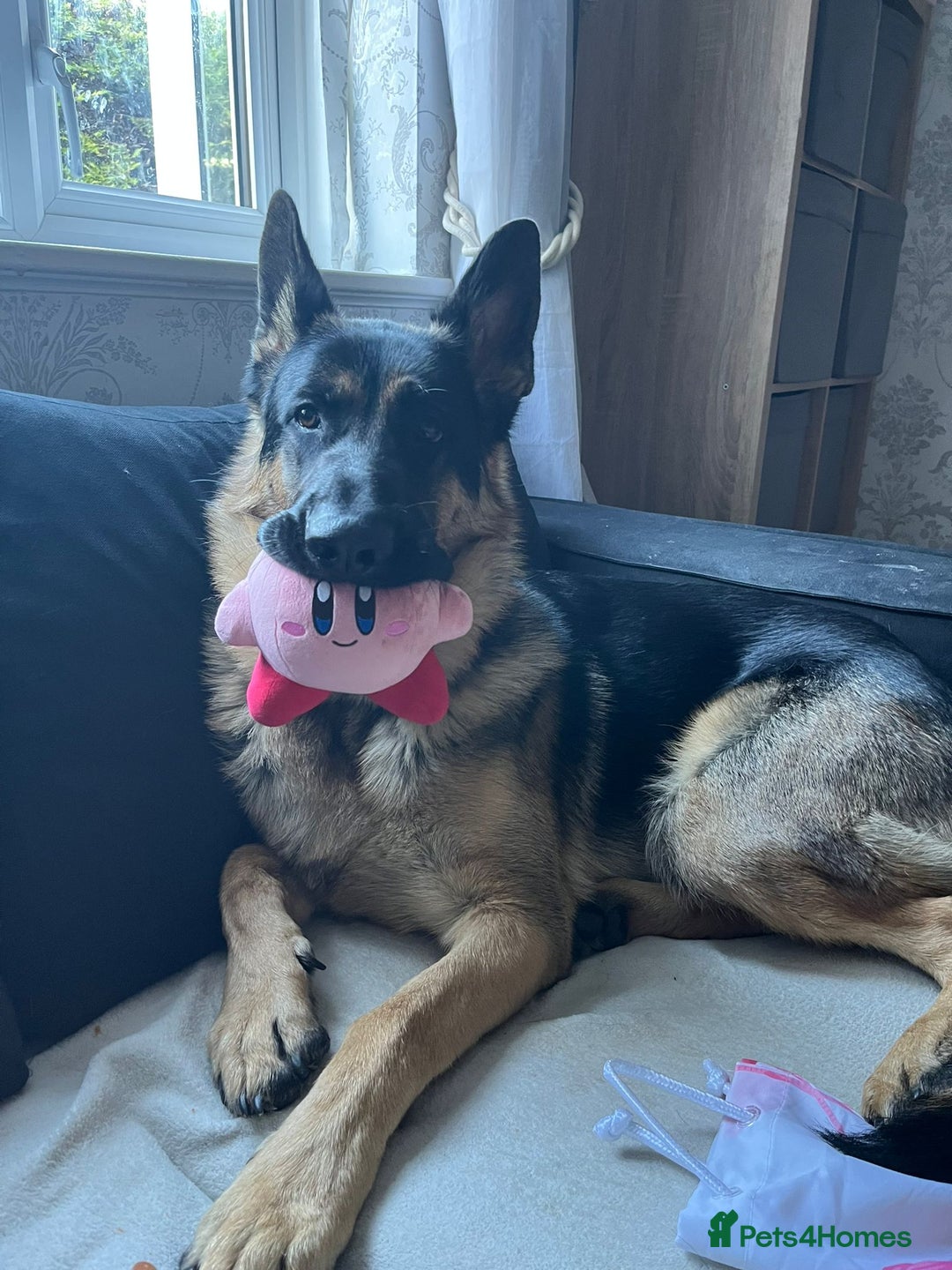 German Shepherd dogs for stud: German Shepherd for Stud - Image 9