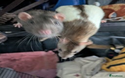 Rat rodents for sale: Rehoming 4 beautiful girls varied ages - Image 4
