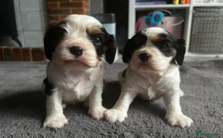 Cavalier King Charles Spaniel dogs in Coventry - Advert 3