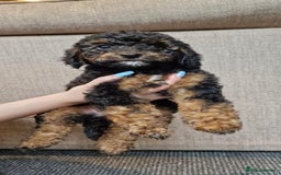 Cavapoo dogs for sale: Ready to go* Cavapoo pups - Image 3