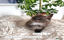 Maine Coon cats for sale: Stunning Black Smoke Registred Maine Coon Kittens - Image 33