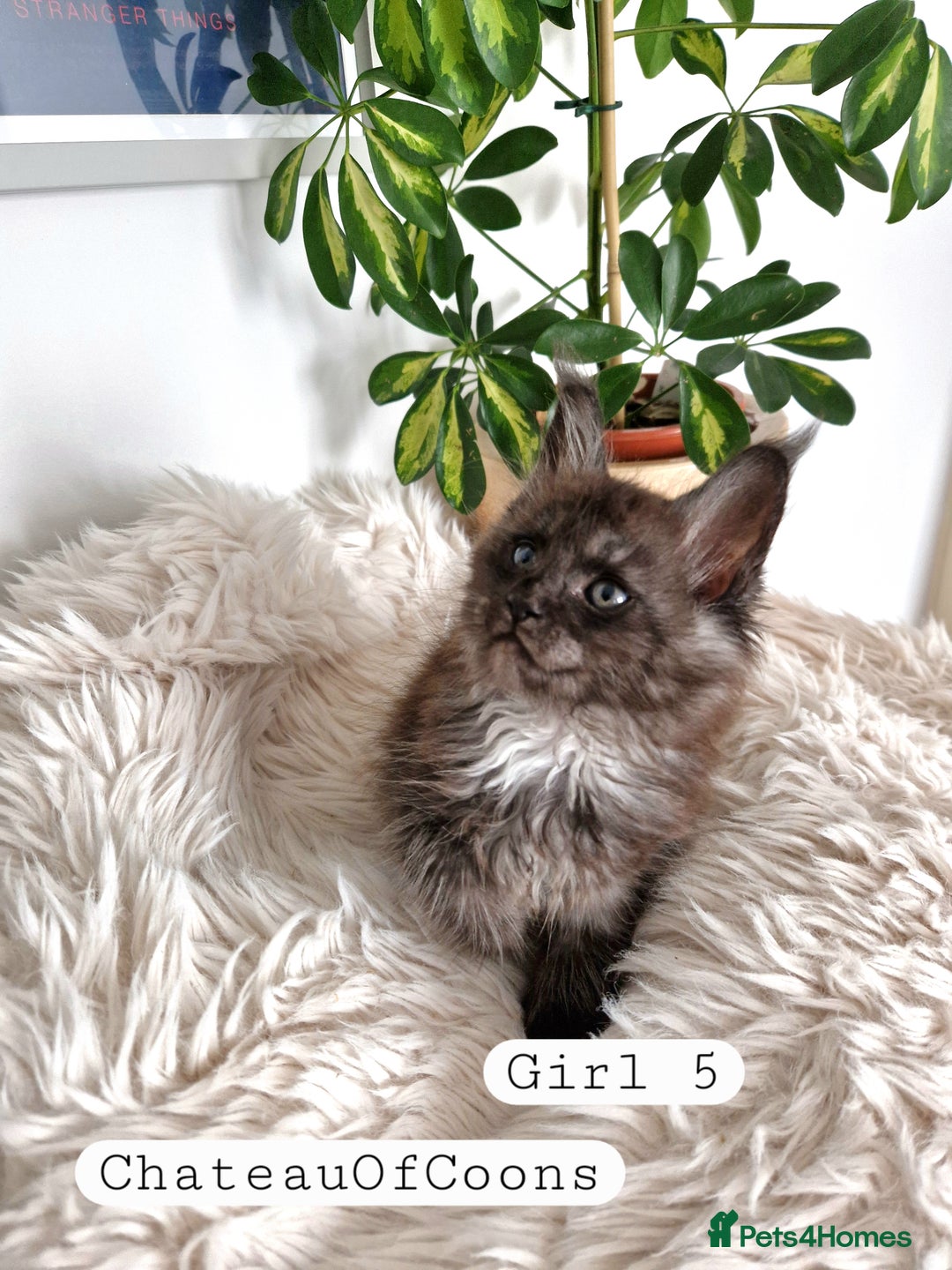 Maine Coon cats for sale: Stunning Black Smoke Registred Maine Coon Kittens - Image 33
