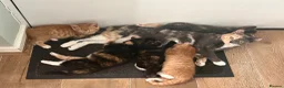 Mixed Breed cats for sale: Beautiful Kittens For Sale - Advert 2