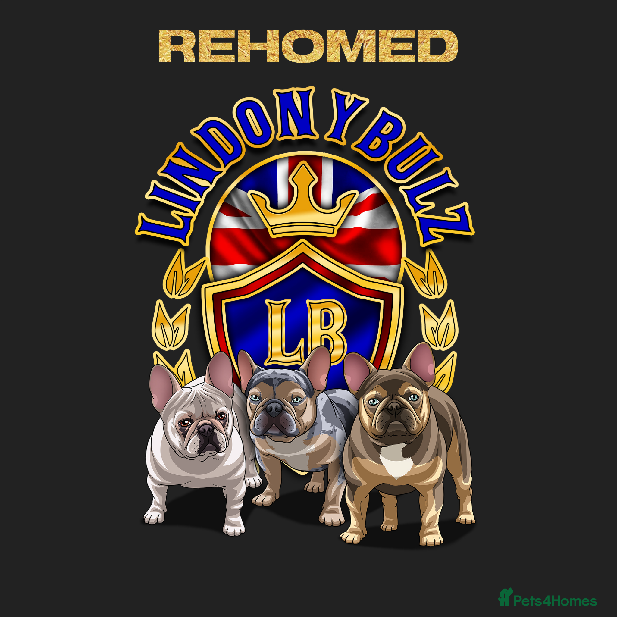 French Bulldog dogs Council Licensed Fluffy French Bulldog Puppies - Advert 2