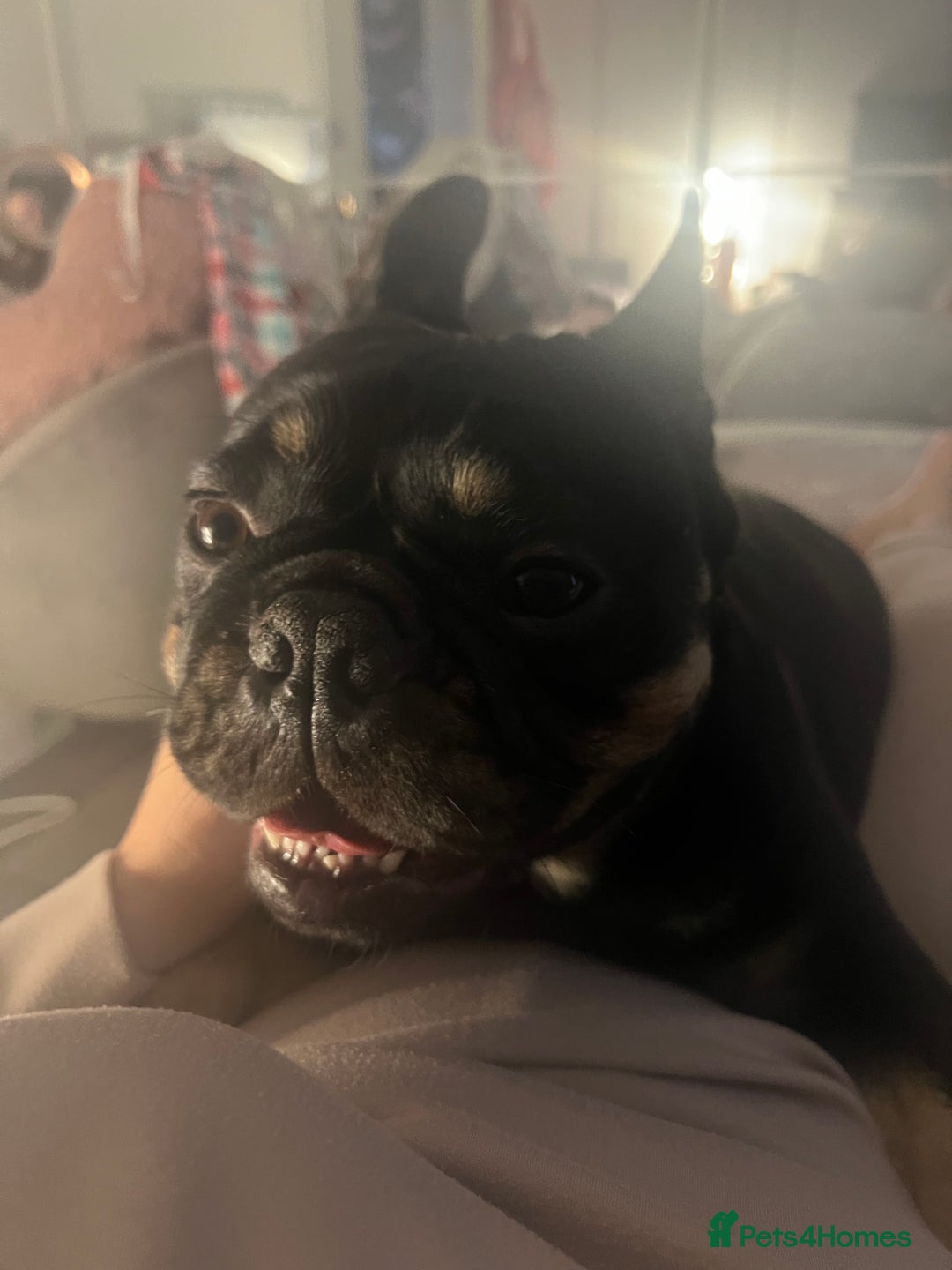 French Bulldog dogs for sale: Urgent rehome needed - Image 6
