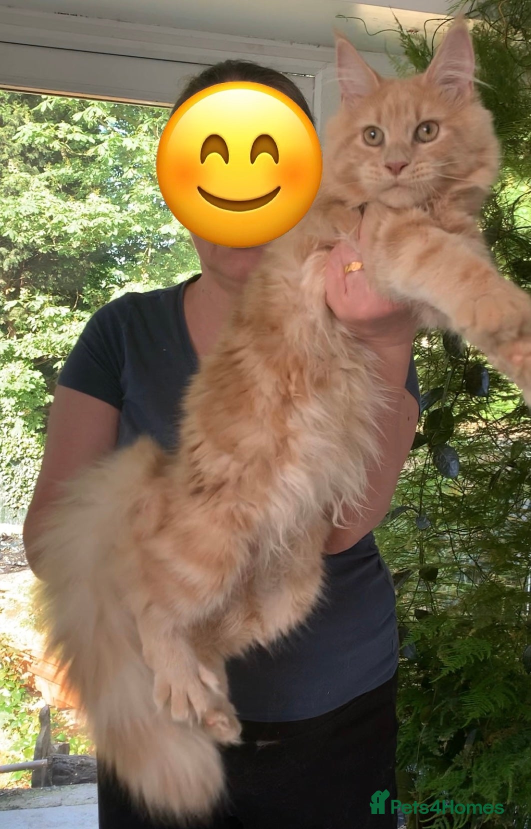 Maine Coon cats Purebred Maine Coon female kitten spayed  - Advert 2