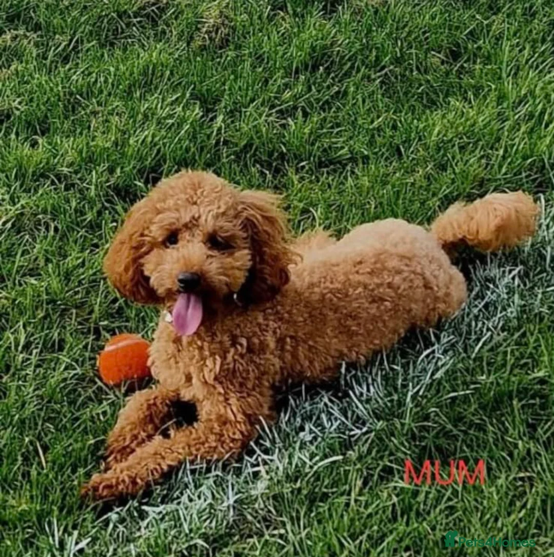 Toy Poodle dogs for sale: Beautiful 2 Toy Poodle Puppies in Bromley - Advert 9