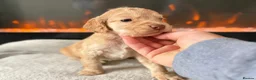 Cocker Spaniel dogs for sale: 🤍 Cocker spaniel puppies 🤍 - Advert 14